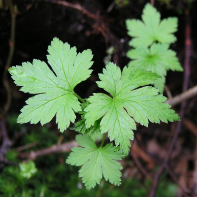 unknown toothed leaf