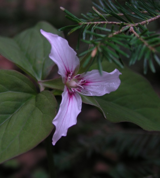 Painted Trillium