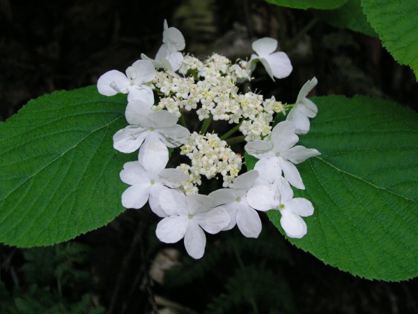 Hobblebush Viburnum