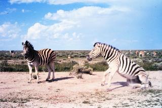 Etosha Pan Game Park